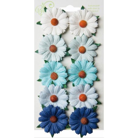 Bloom Flowers Chrysanthemums Blue & White