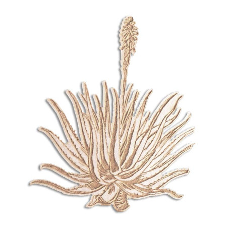 Scrap Collections Chipboard SA Adventures Aloe