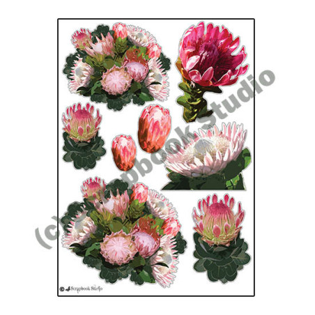 Scrapbook Studio Protea A4 Cut Out Sheet